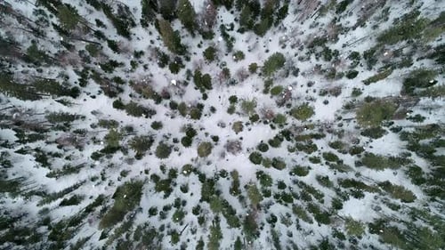 Aerial Top Down View Winter Forest Evergreen Trees on the Snow Amazing Winter Landscape