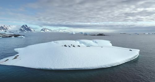 Antarctica Wildlife Exploration Landscape Aerial