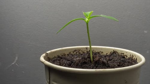 Timelapse of a young cucumber sprout emerging from moist soil, unfolding fresh green leaves.