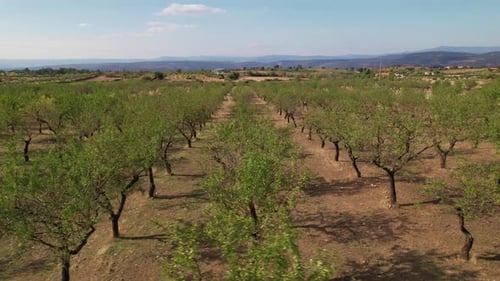 Flying Over Almond Trees in the Summer