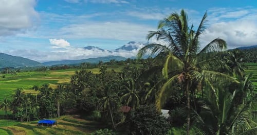 Aerial view of rice fields panorama with hills in the background
