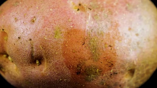 Red Potato Rotating Close Up