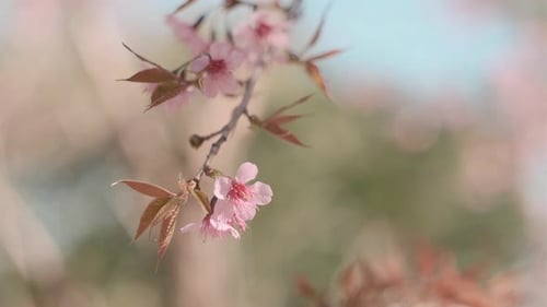 Pink cherry flowers branch in spring bloom. Japanese sakura. Hanami festival.