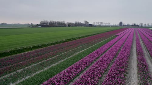 Aerial view of vibrant tulip fields in Ursem, North-Holland, Netherlands.
