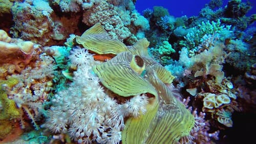 Tropical Sea Underwater Clam Corals