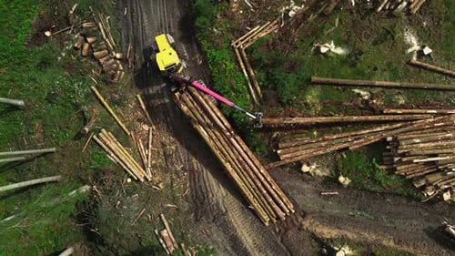 Top down view of Logging Equipment in Action at the Forest - processing spruce forest. Mechanic tool
