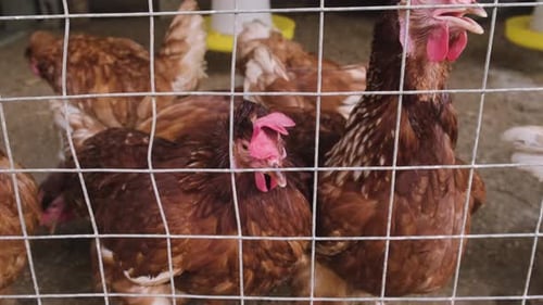 The flock of chickens eating food in a cage at an agricultural livestock farm.
