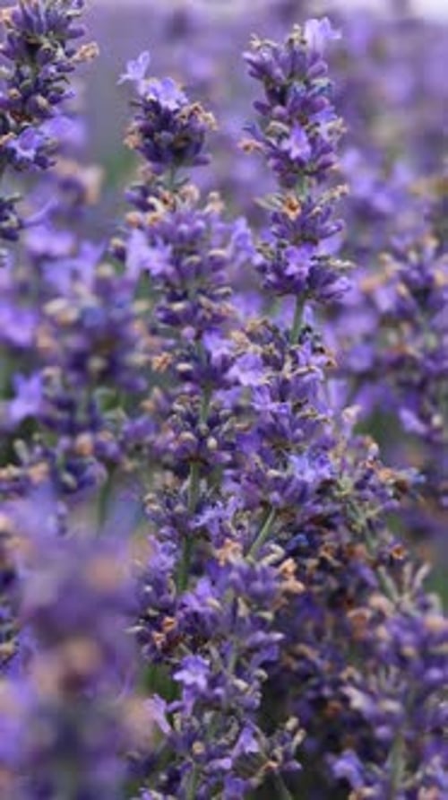 woman in lavender field eating homemade zephyr.