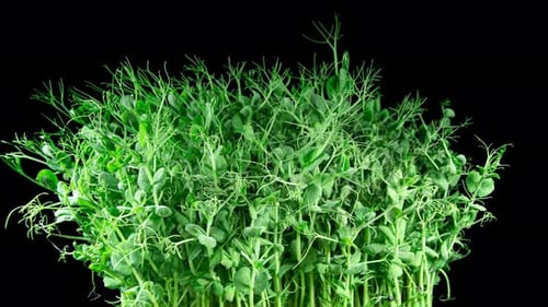 Green Pea Germination Moves In Time Lapse. Micro Greens Seedling For Healthy Eating. Vegan Food