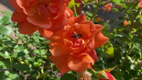 Bee Collecting Nectar From Blooming Rose at Summer Garden