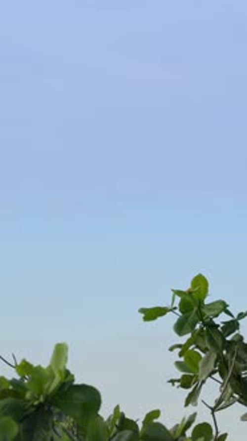 Asian Palm Swift Birds Flying