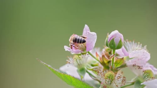 Bee and Flower Captivating Close-Up Moment 4k