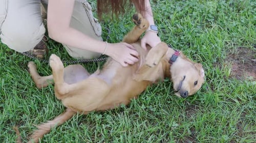 Dog Trainer Scratching and Rubbing Little Puppy's Belly