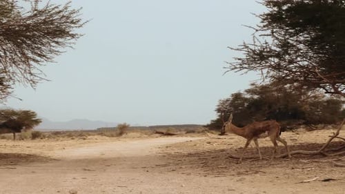 Nahaufnahme einer jungen Gazelle, die über eine unbefestigte Straße fährt, um in den Schatten unter einem Baum zu gelangen