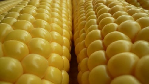 Fresh Corn 07