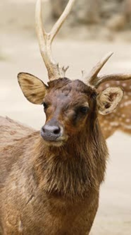 Eld's deer posing for the camera in a series of portraits