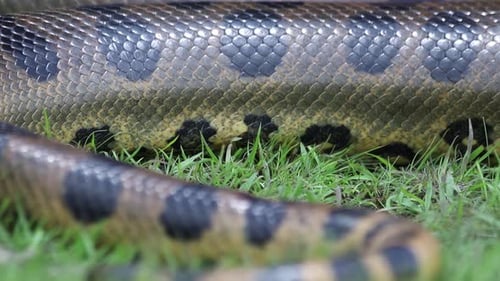 Gros plan statique d'une énorme queue de serpent anaconda se déplaçant lentement dans la forêt amazonienne