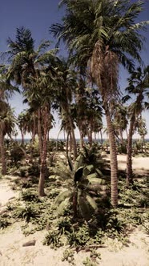 Group of Palm Trees on a Sandy Beach