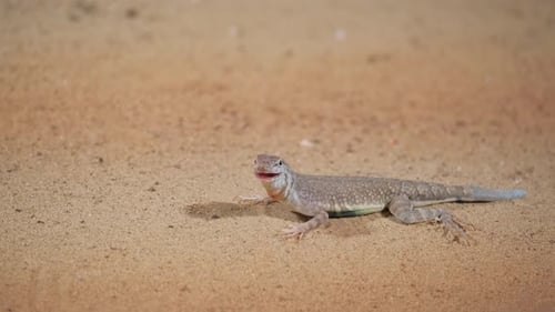 Lizard in the Desert on the Sand Closeup