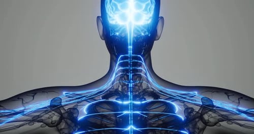 Visual Representation of the Human Nervous System Demonstrating Neural Pathways