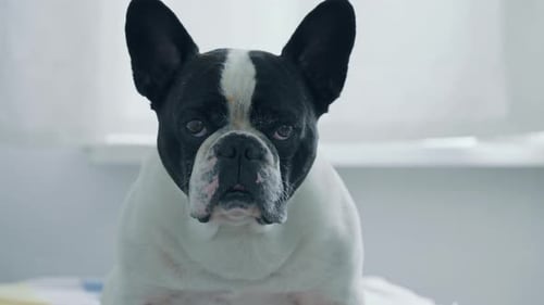 Charming French Bulldog Close Up Sitting Indoors