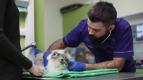 Veterinarian examines cat with stethoscope in hospital