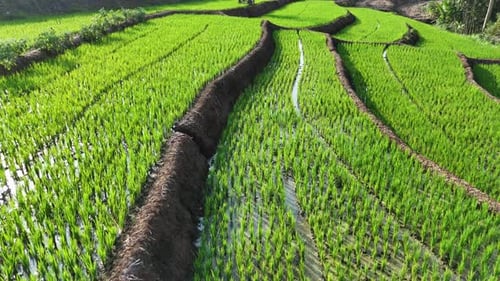Flying through green rice field terrace