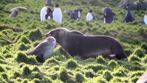 Seals interacting in Grassy Field with Penguins