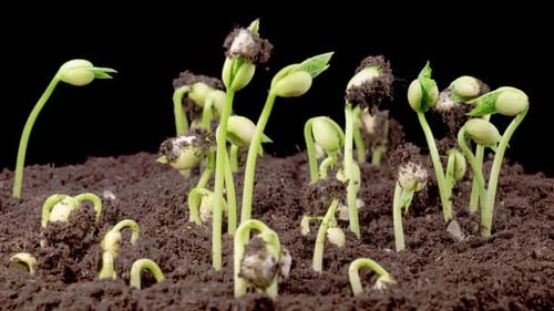 Time Lapse of Green Beans Growing on Black Background