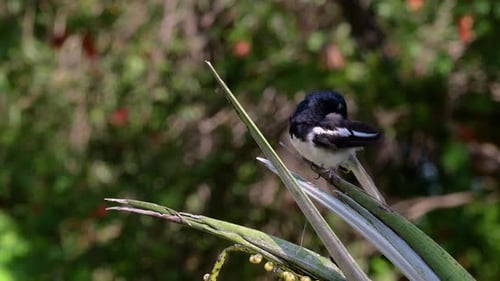 The Oriental magpie-robin is a very common passerine bird in Thailand in which it can be seen anywhe