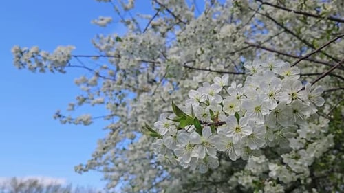 A close-up video of a cherry blossom branch in full bloom during spring. The delicate white flowers