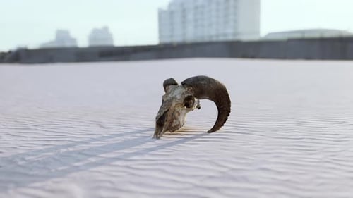 Old Ram Skull on the Beach