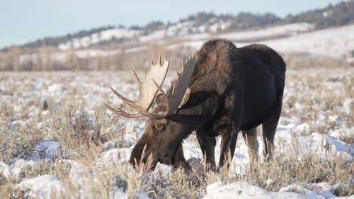 Elchbulle auf einem schneebedeckten Feld in Wyoming im Winter