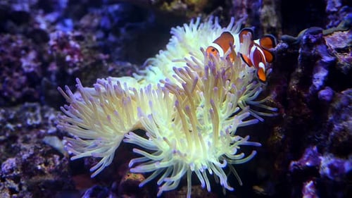 A Nemo Fish Plays Hide and Seek Amongst the Moving Tentacles of a Soft Sea Anemone Clownfish or