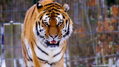 Tiger closer shot hd shot