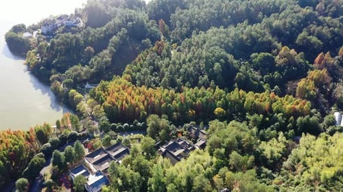 Autumn forest