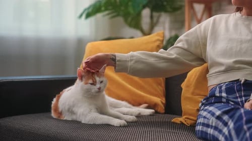 Person Petting Cat on Couch Indoors