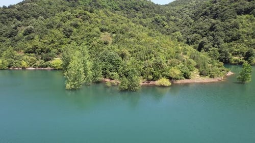 Trees in the Lake