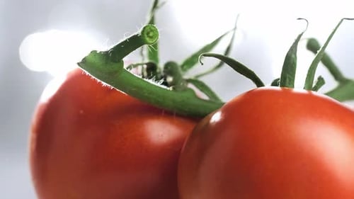 shot of Fresh Tomatoes branch rotating in Slow motion, Healthy Eating concept