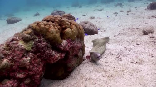 Muray Eel swim slow motion