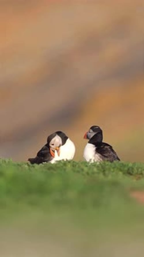 portrait de deux macareux prenant un bain de soleil