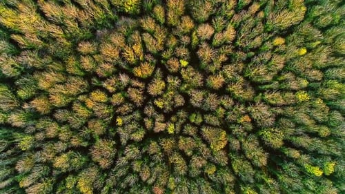 Drohnenperspektive auf den Herbst im Wald