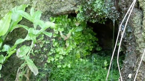 Reines frisches Bergquellwasser, das von der Felswand tropft, Pflanzenökosystem Dolly, richtig?
