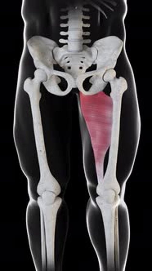 Adductor Longus Muscle 3D Anatomy Medical Animation