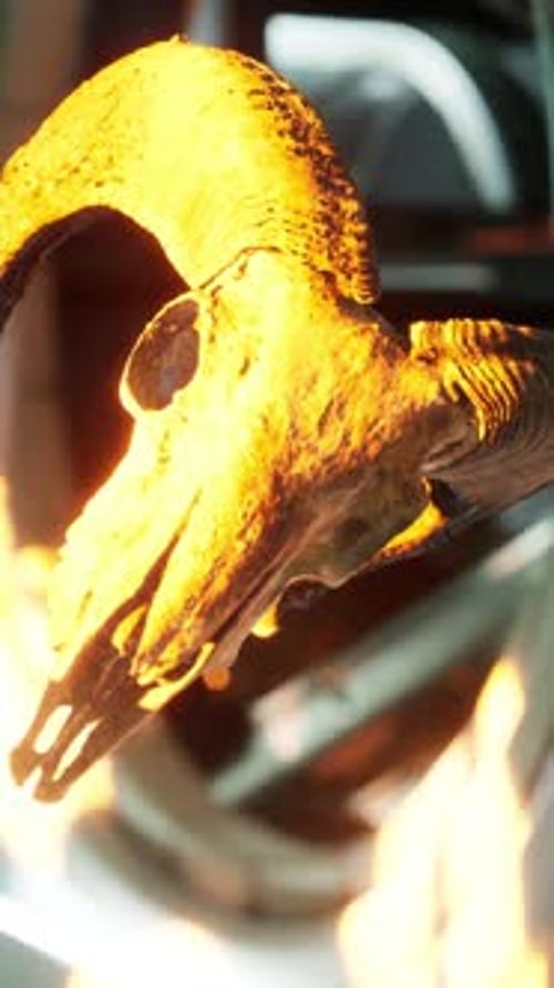 Skull of Dead Ram in International Space Station