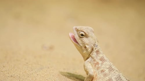 Desert Lizard with Mouth Open in the Sand