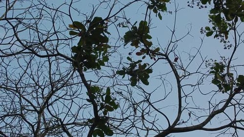View of blue gray sky through branches of nut tree with sparse leaves in winter. Empty limbs of tall