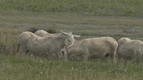 Zeitlupenaufnahme einer Gruppe weißer Esel (Barockesel) beim Grasen. (4K - Mittlere Aufnahme)