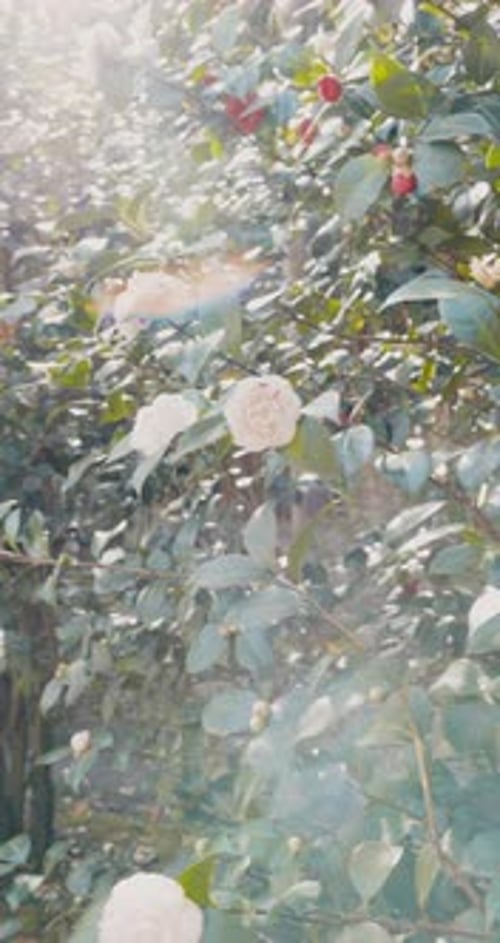 Evergreen Blooming Camellia Sasanqua with White Flowers and Sunshine Vertical Footage