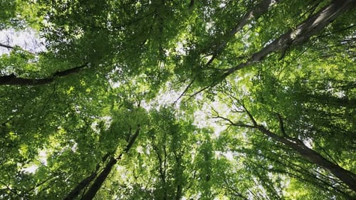 Tall Trees in Forest Canopy